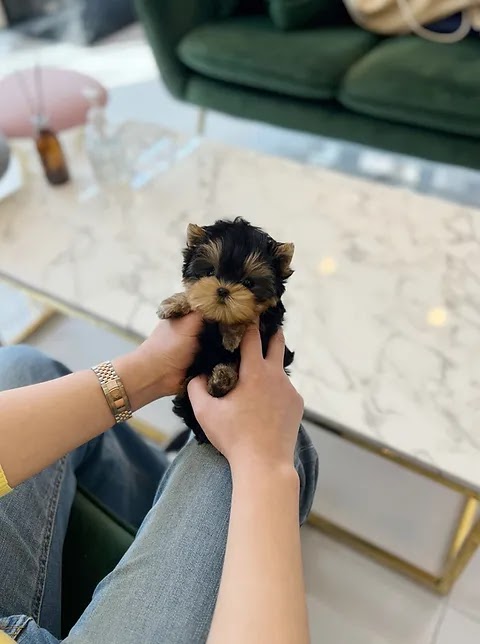 Toys and teacup yorkies for sale | 187 Windsor St, Woodford QLD 4514, Australia | Phone: (02) 7908 4282