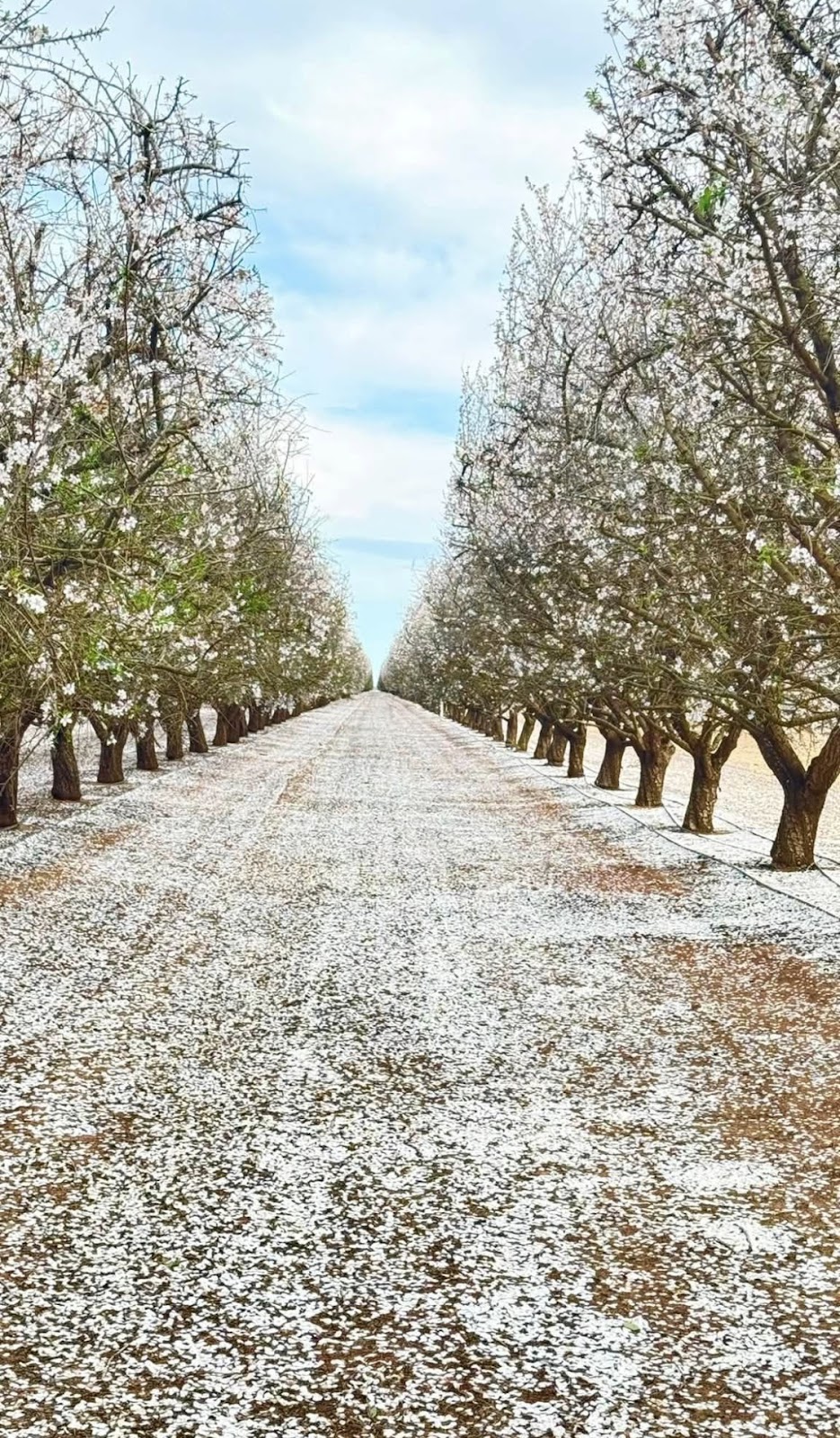 NT BEES Aust PTY LTD | 3139 Beaudesert Nerang Rd, Biddaddaba QLD 4275, Australia | Phone: 0437 179 261