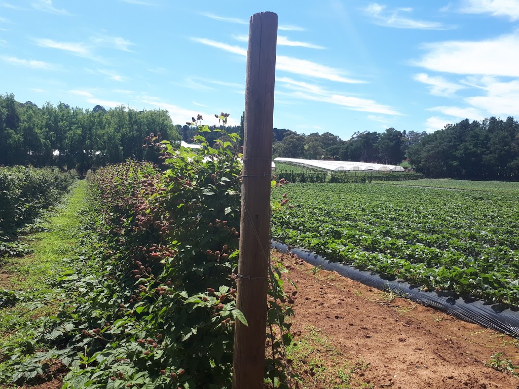 Kookaberry Strawberry Farm | 25 Lewis Rd, Wandin VIC 3139, Australia | Phone: 0415 768 222