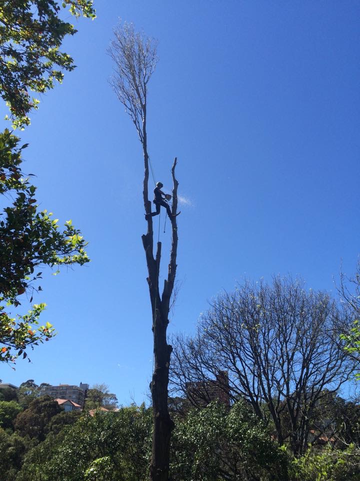 JC Tree Management - Arborist & Tree Services | 84 Excelsior Ave, Castle Hill NSW 2154, Australia | Phone: 0405 469 358