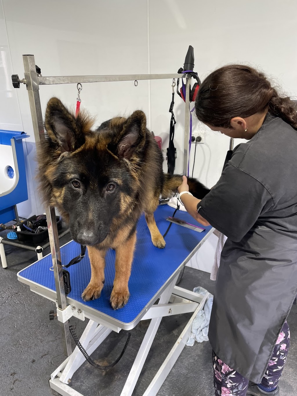 Megs Pampered Pets | 287 Sussex Inlet Rd, Sussex Inlet NSW 2540, Australia | Phone: 0411 989 469