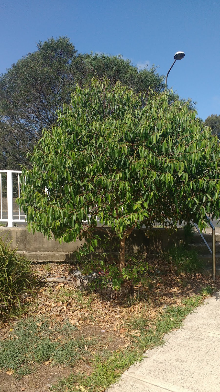 Garnet Jackson Reserve | Botany NSW 2019, Australia