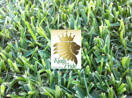 Hi Quality Turf | 217 Pitt Town Bottoms Rd, Pitt Town Bottoms NSW 2756, Australia | Phone: 1800 887 258