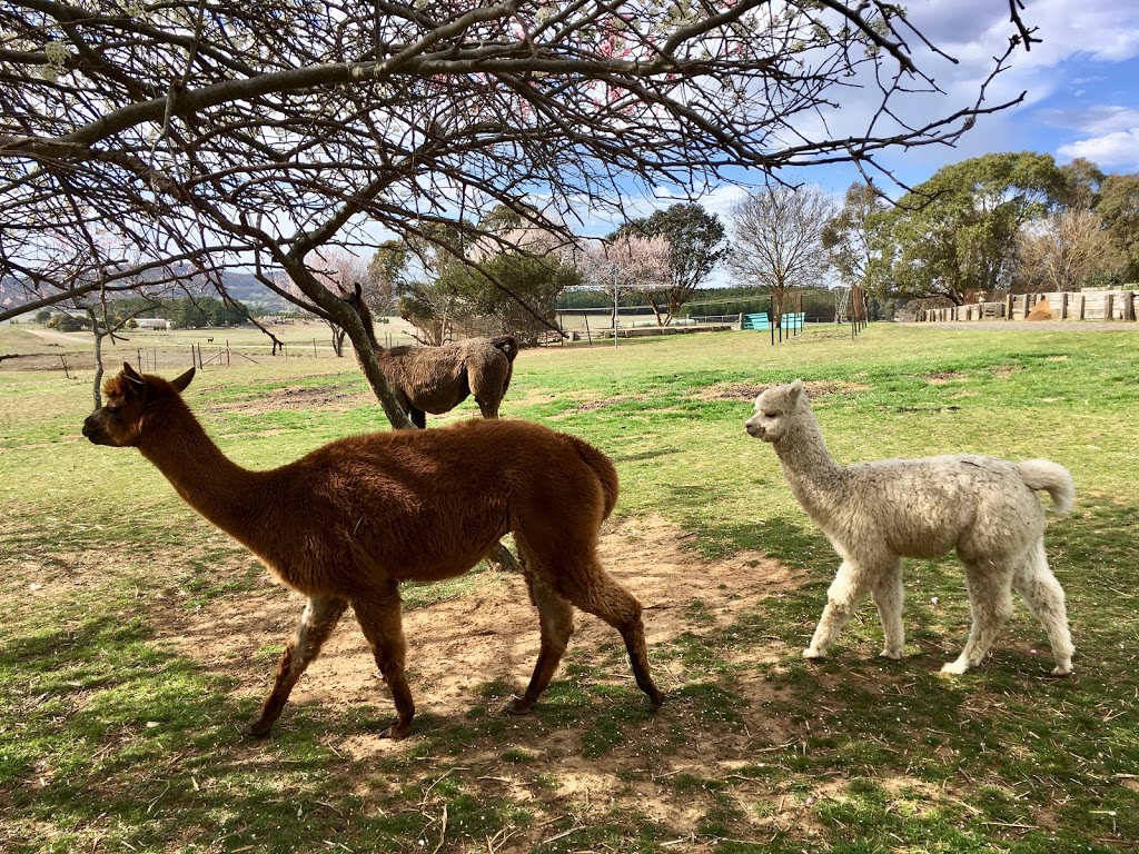 Alpaca Magic | 2771 Sutton Rd, Sutton NSW 2620, Australia | Phone: (02) 6230 3311