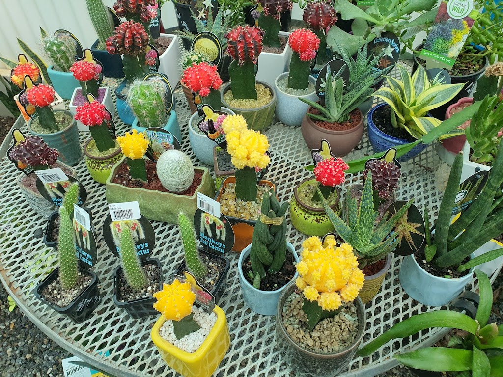 Pots N Plants | 720 Williams St, Broken Hill NSW 2880, Australia | Phone: (08) 8087 1546