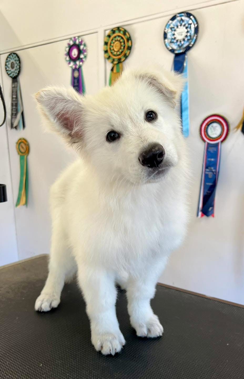 The Luxe Dog Grooming Salon | Remembrance Dr, Bargo NSW 2574, Australia | Phone: 0494 312 070