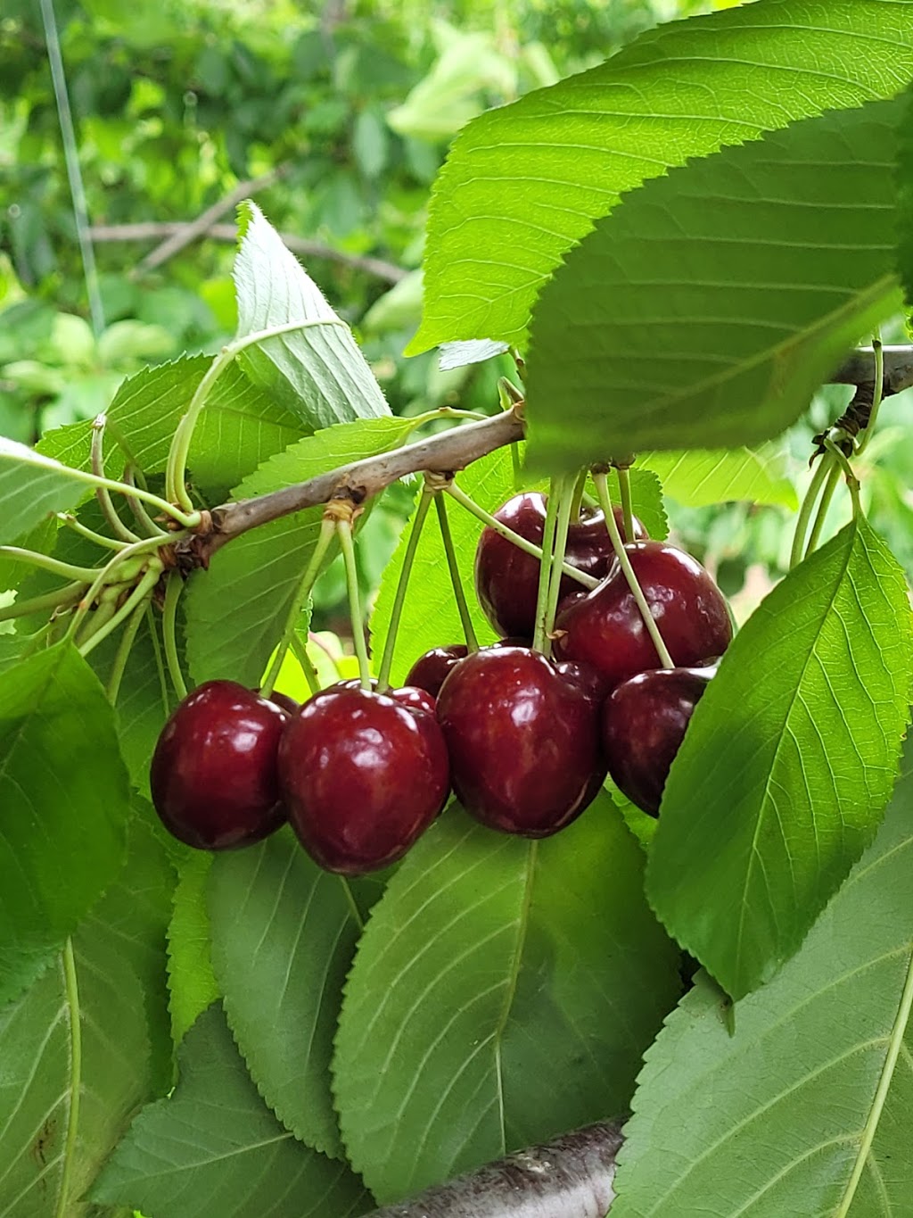 Cherries at Verdun | food | 152 Beaumont Rd, Balhannah SA 5242, Australia | 0883887048 OR +61 8 8388 7048