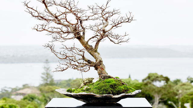 Boutique Bonsai | Vaucluse NSW 2030, Australia | Phone: 0416 241 930