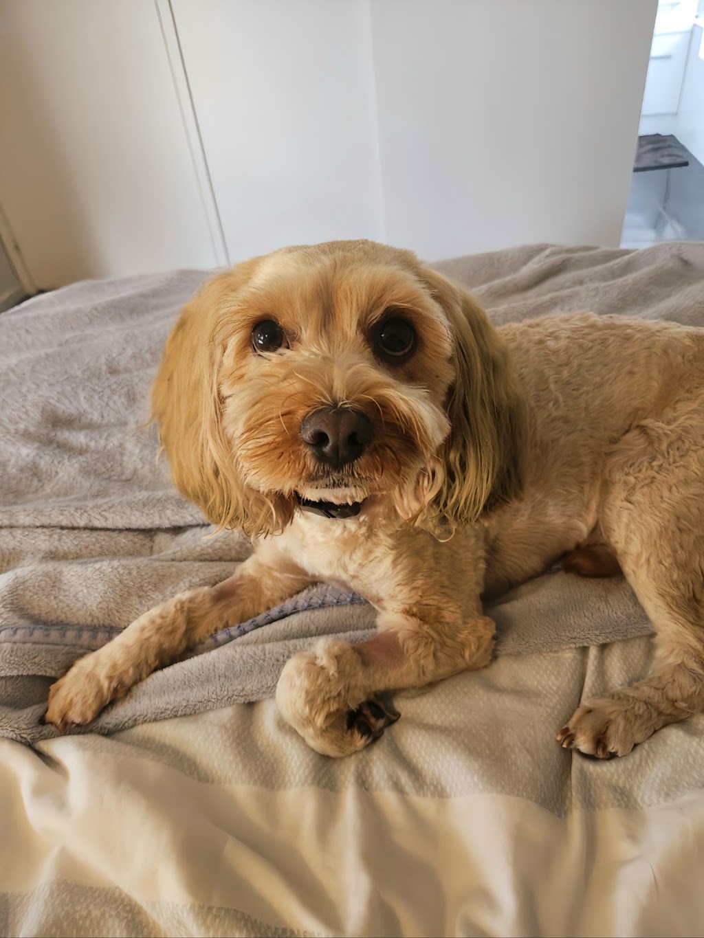 Valley Veterinary Surgery - Marian | 3 Hadley St, Marian QLD 4753, Australia | Phone: (07) 4914 2404