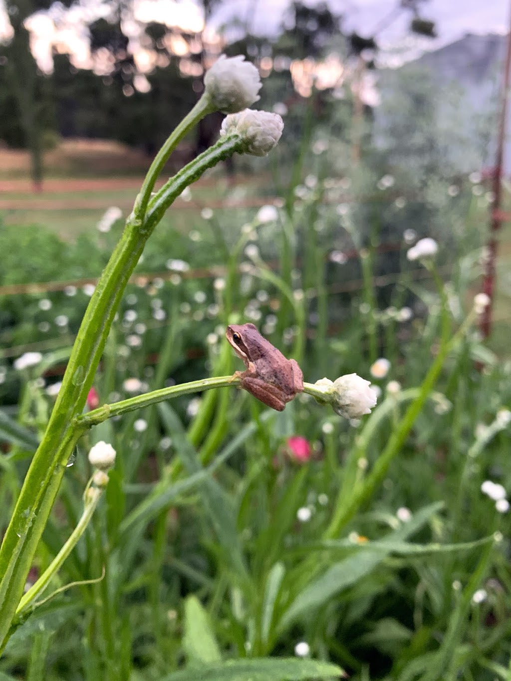 Woodend Flower Farm | 107 Mahoneys Rd, Woodend VIC 3442, Australia | Phone: 0493 396 894