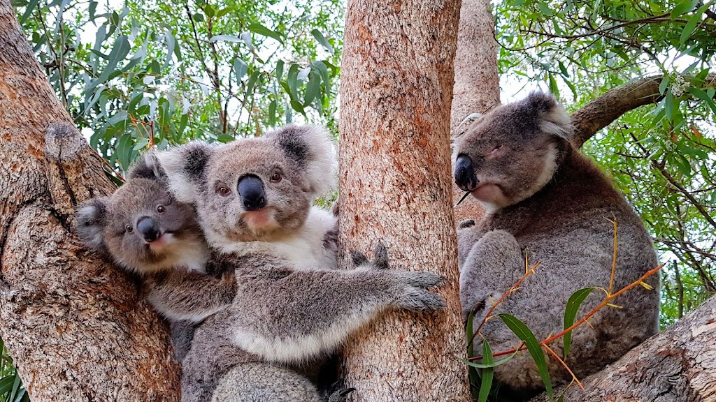 Koala Shelter | 540 Archies Track, Waterholes VIC 3875, Australia | Phone: 0447 470 905