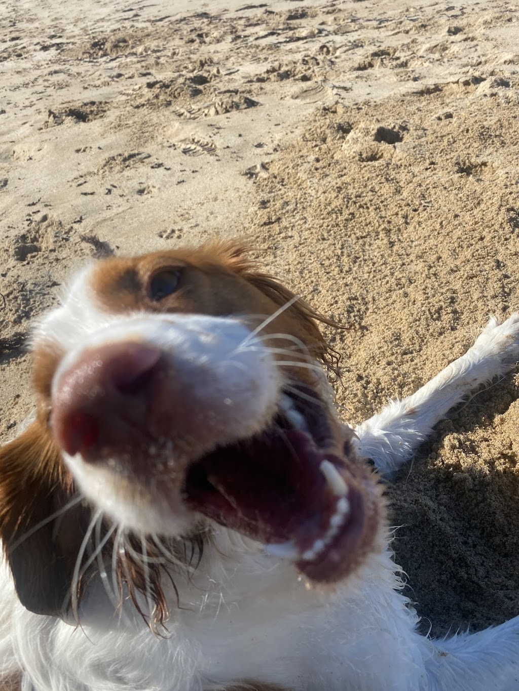 Surfcoast DOG WALKING | 24 Gilbert St, Aireys Inlet VIC 3231, Australia | Phone: 0459 326 422