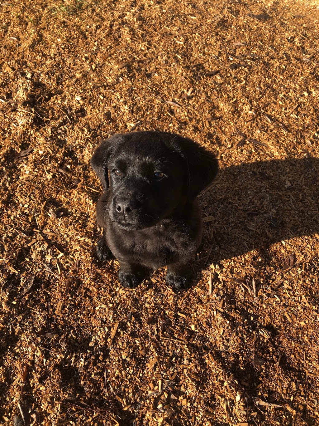 All Colour Labradors | 374 Matheson Rd, Kyabram VIC 3620, Australia | Phone: 0428 500 336