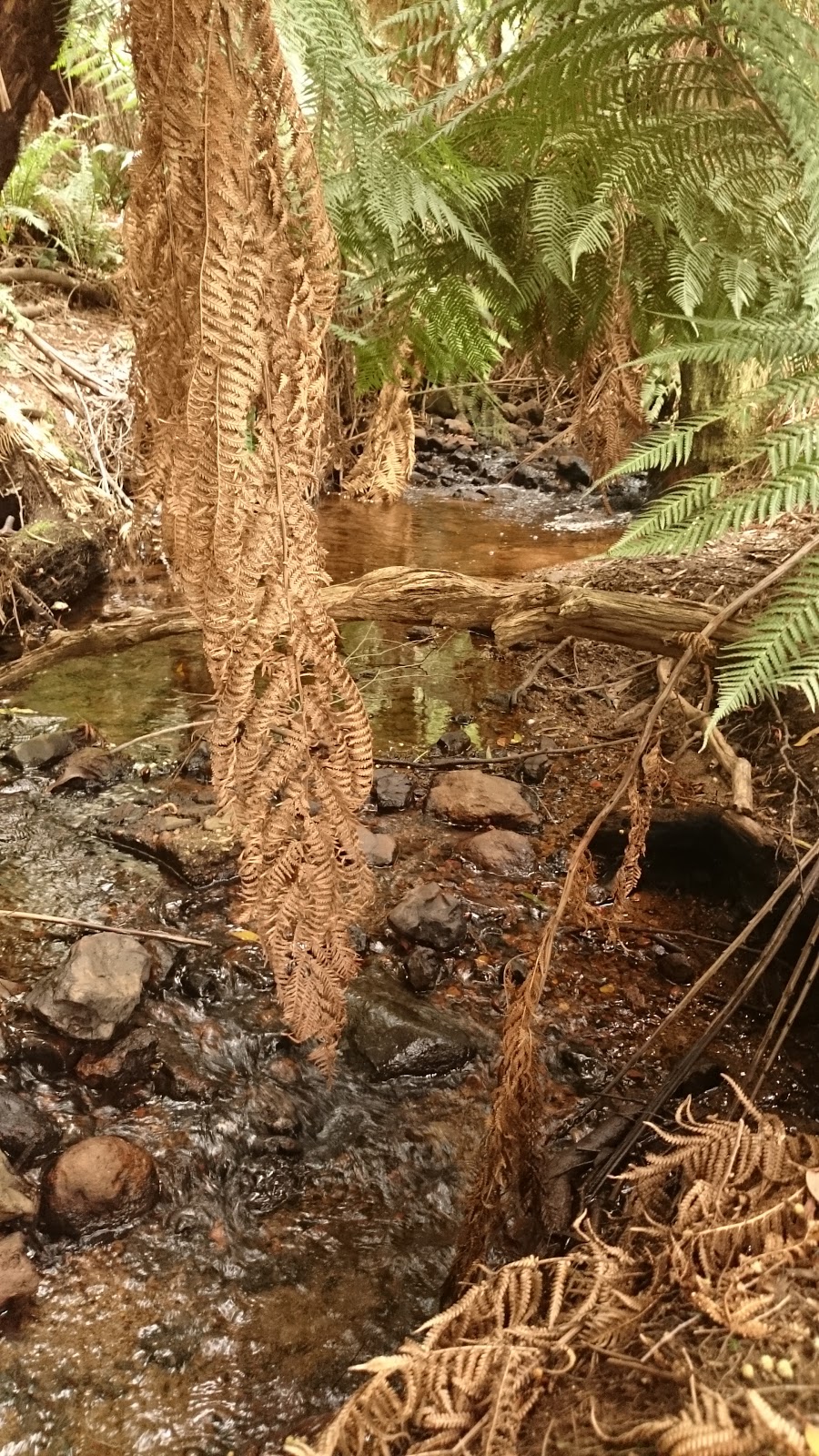 Ferndene State Reserve | park | 611 Ironcliffe Rd, Penguin TAS 7316, Australia