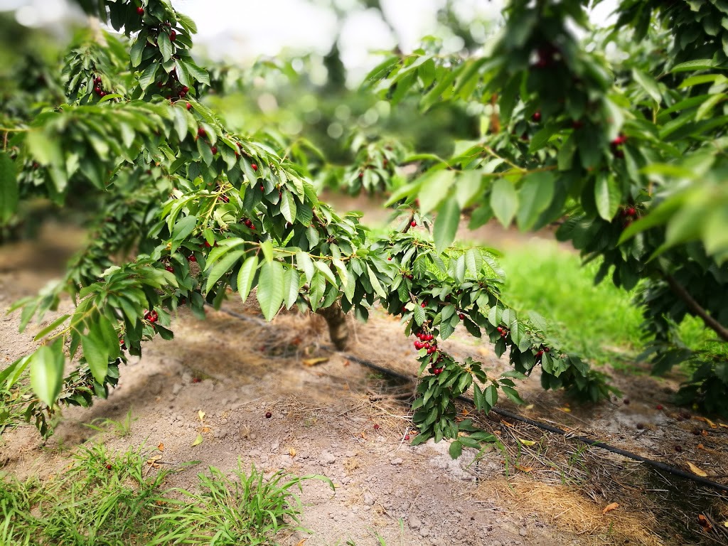 Big Fella Cherries | 38 Boundary Rd, Coldstream VIC 3770, Australia | Phone: 0425 774 649