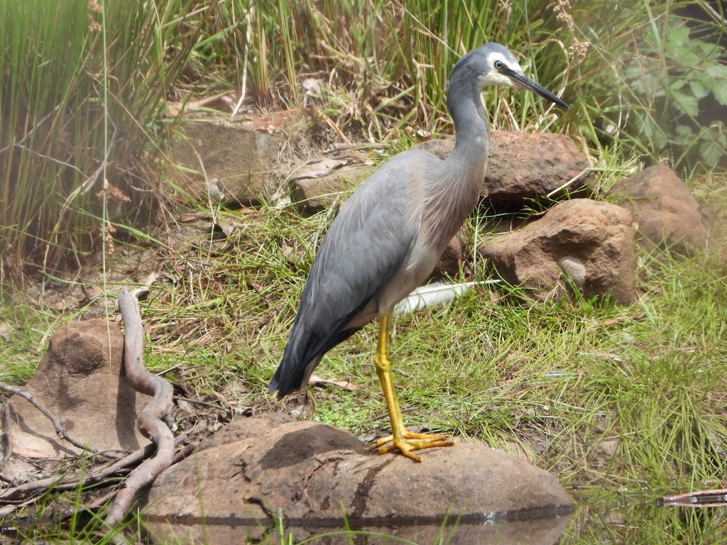 Gulkula2 Wildlife Retreat | zoo | 30 Igglesden Rd, Garden Island Creek TAS 7112, Australia | 0423728852 OR +61 423 728 852