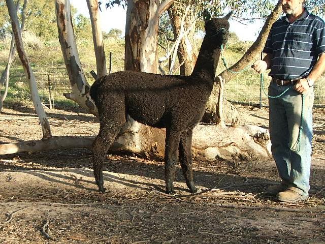 Manna-Gum Farm Alpacas | 3084 Donald-Stawell Rd, Banyena VIC 3388, Australia | Phone: 0427 592 388