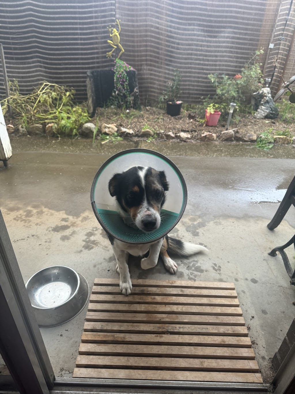 St Arnaud Veterinary Surgery | 14 Inglewood Rd, St Arnaud VIC 3478, Australia | Phone: (03) 5495 1244