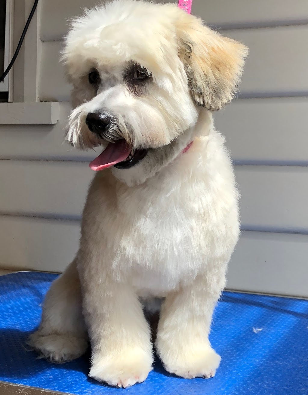 All fur pups dog grooming | 139 Maroneys Rd, Quamby Brook TAS 7304, Australia | Phone: 0428 231 778