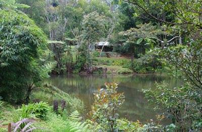 The Pond Cottage B&B | lodging | 844 Tully Falls Rd, Ravenshoe QLD 4888, Australia | 0740977189 OR +61 7 4097 7189