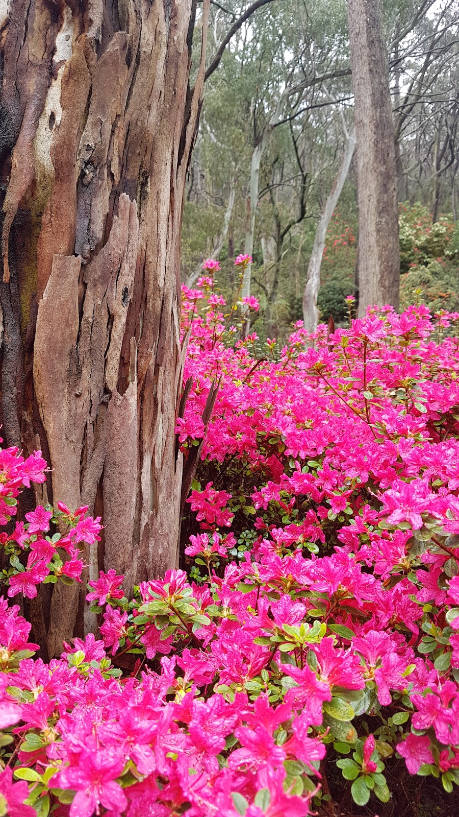 Rododendron Garden | museum | Blackheath NSW 2785, Australia