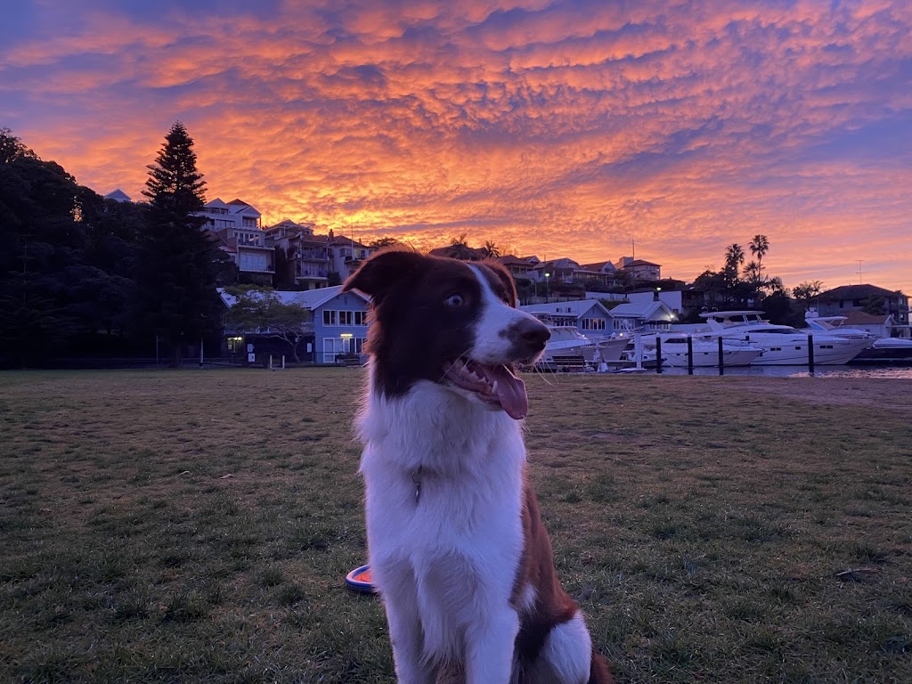 Rannoch View Border Collies | Blighty NSW 2713, Australia | Phone: 0417 288 149