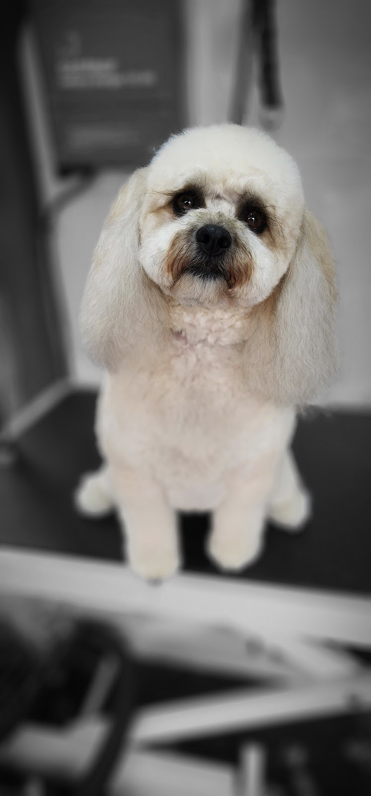 SOAPSTARS MOBILE GROOMING | 69 Lamprill Cir, Herdsmans Cove TAS 7030, Australia | Phone: 0438 155 529