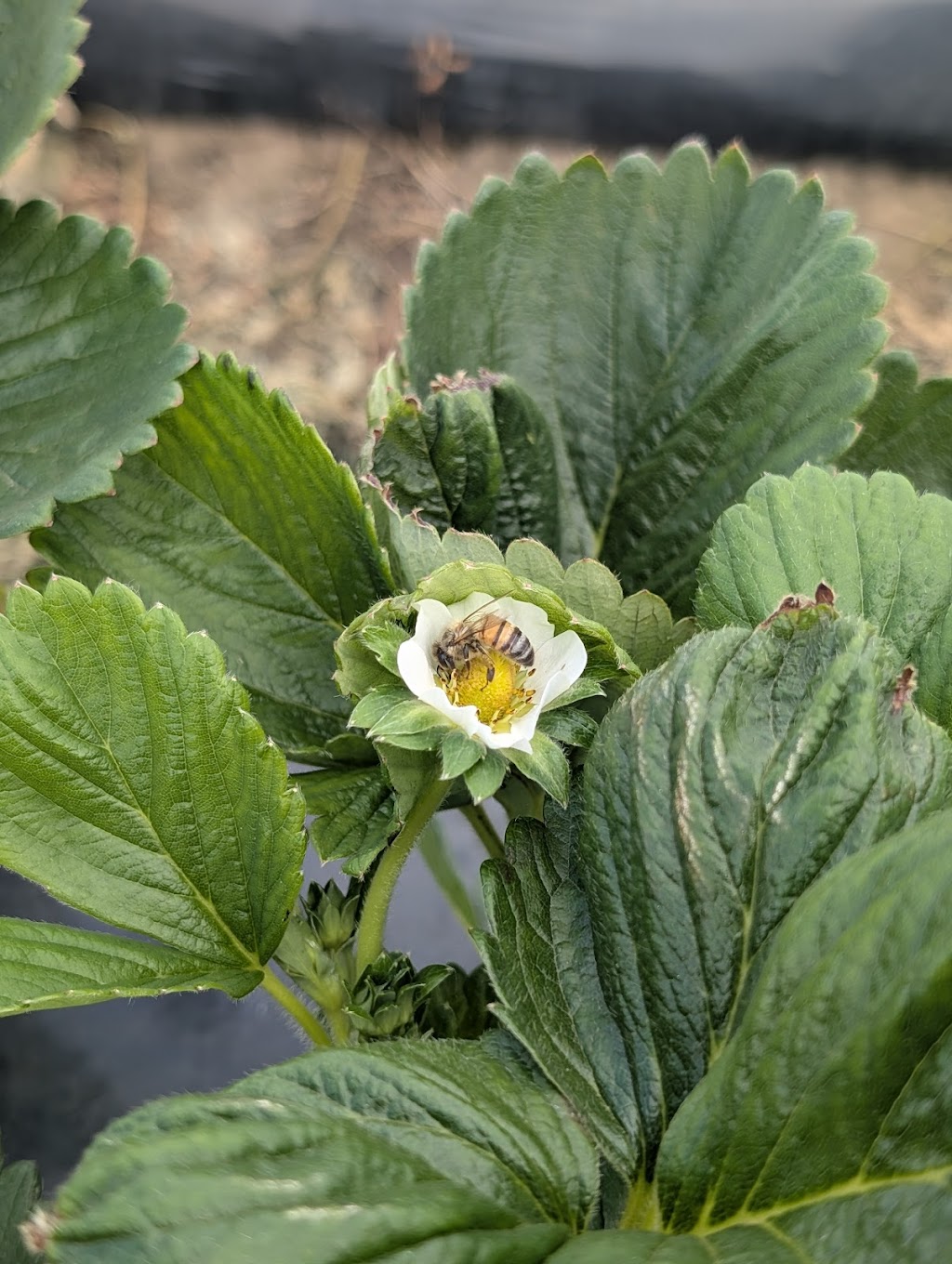 Naturipe Fruits - Bacchus Marsh Strawberry Farm | 534 Bacchus Marsh Rd, Bacchus Marsh VIC 3340, Australia | Phone: 0419 340 363
