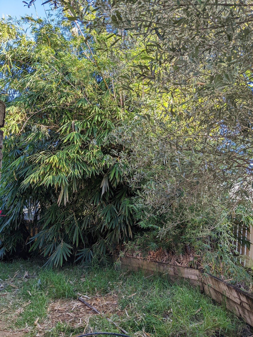 Loraxe Timber and Trees | 9 Nathan St, Brighton QLD 4017, Australia | Phone: 0430 198 111