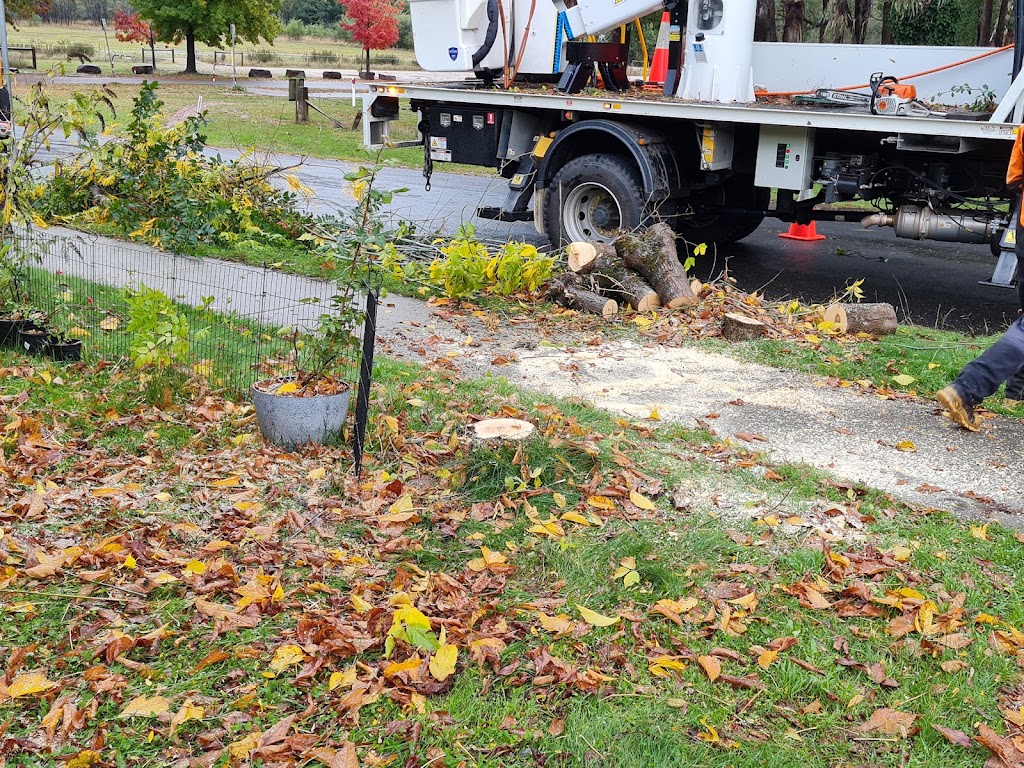 Active Tree Services Pty Ltd | 7/53 Jersey Rd, Bayswater VIC 3153, Australia | Phone: (03) 8873 3100