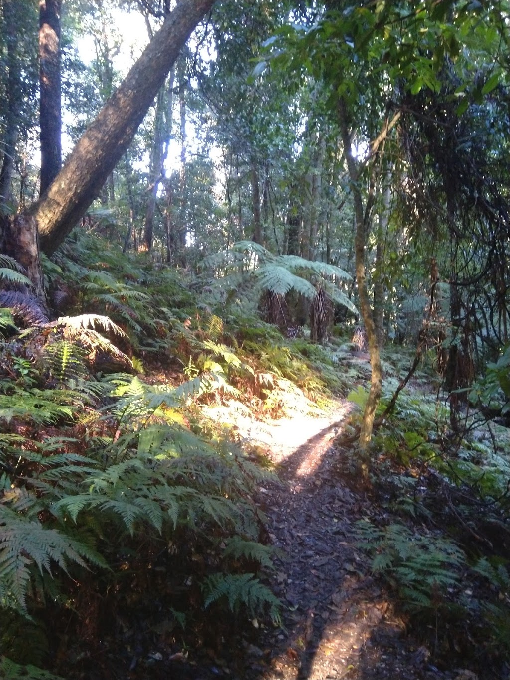 Box Cutting Rainforest Walk | park | Box Cutting Rd, Kianga NSW 2546, Australia