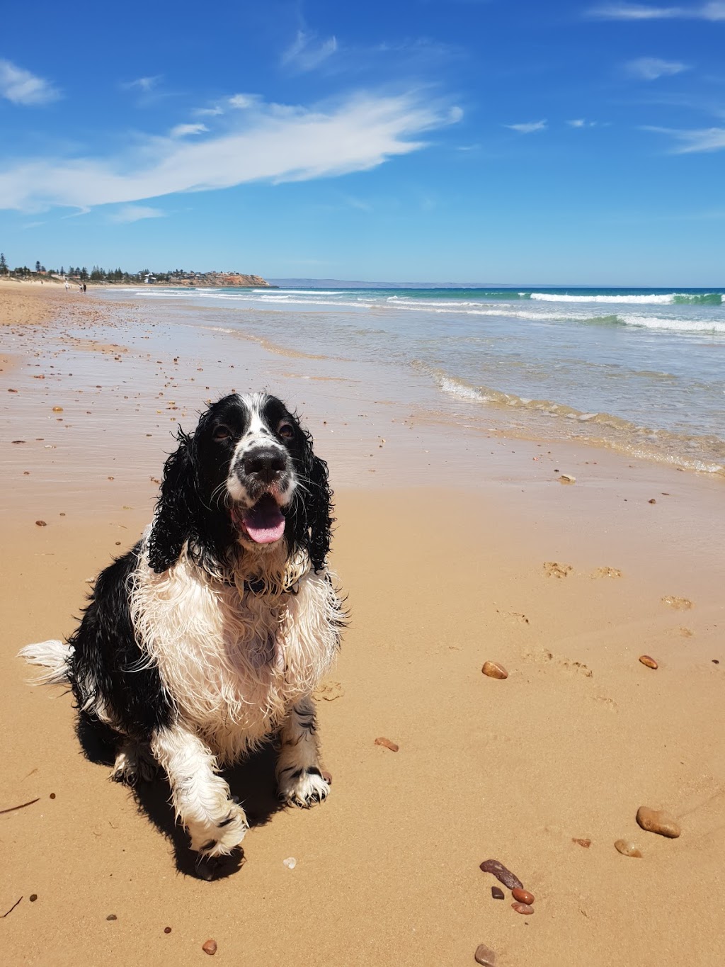 Dog Beach/Off Lead | park | Marine Dr, OSullivan Beach SA 5166, Australia | 0883840666 OR +61 8 8384 0666