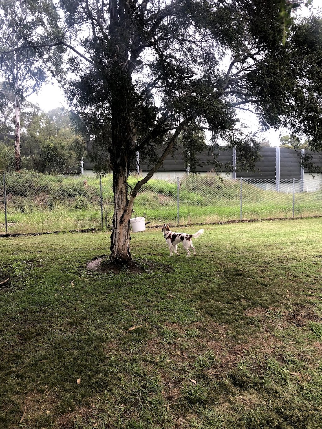 Dog Park | park | Narwee NSW 2209, Australia