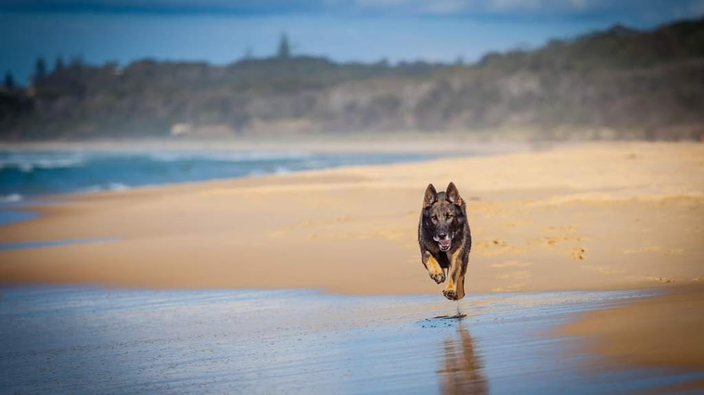 Dog Man Australia |  | River St, Ballina NSW 2478, Australia | 0427525364 OR +61 427 525 364