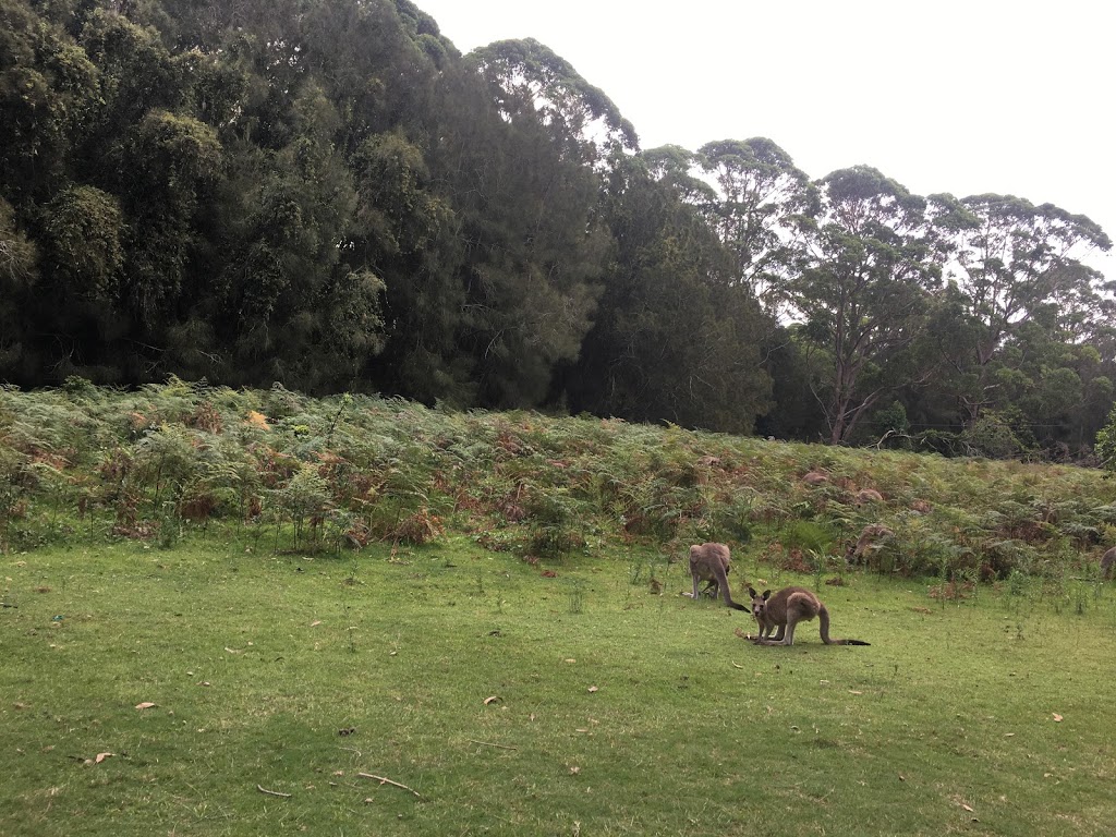 Murramarang Beachfront Nature Resort | Old Coast Road, South Durras NSW 2536, Australia | Phone: 1300 767 255