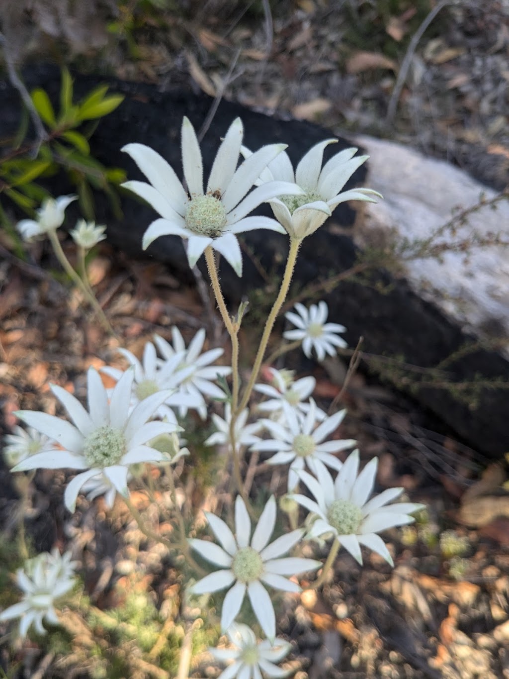 Flora Control | 3 Ella St, Hill Top NSW 2575, Australia | Phone: 0439 404 862