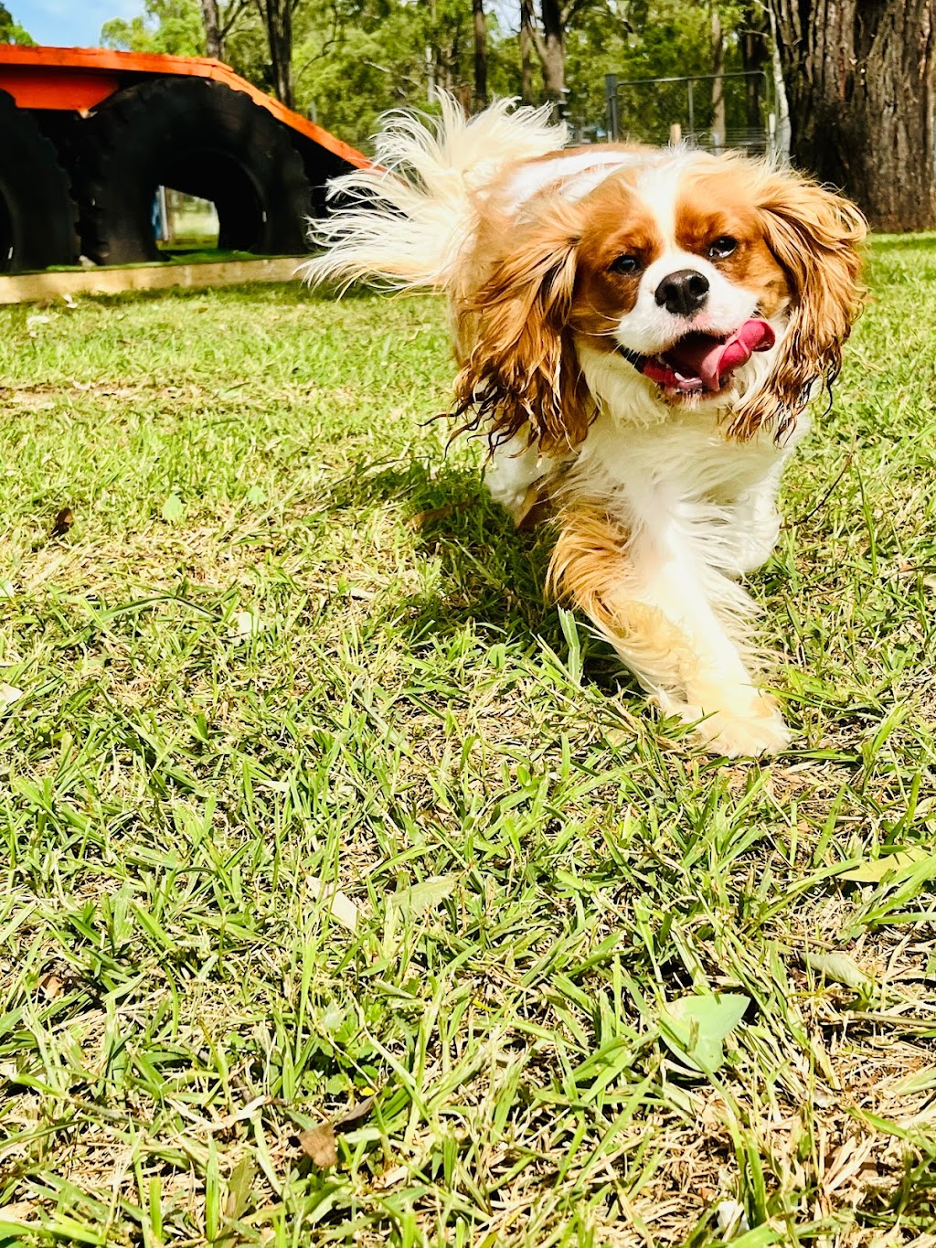 Pamper Paws by Krystal | 467 Mount View Rd, Mount View NSW 2325, Australia | Phone: 0431 227 078