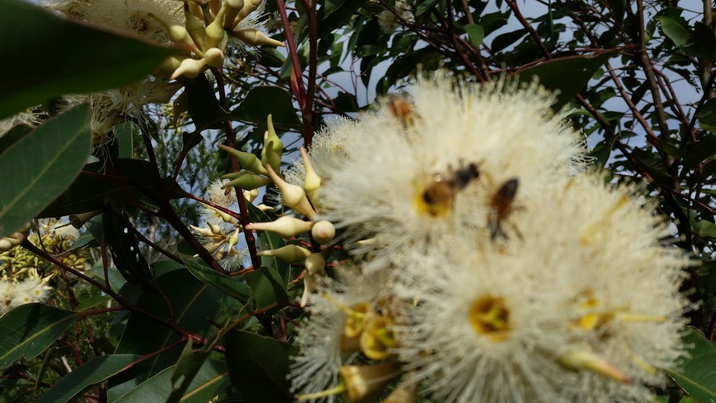 Mulbring Valley Honey | 41 Mount Vincent Rd, Mount Vincent NSW 2323, Australia | Phone: 0429 681 715