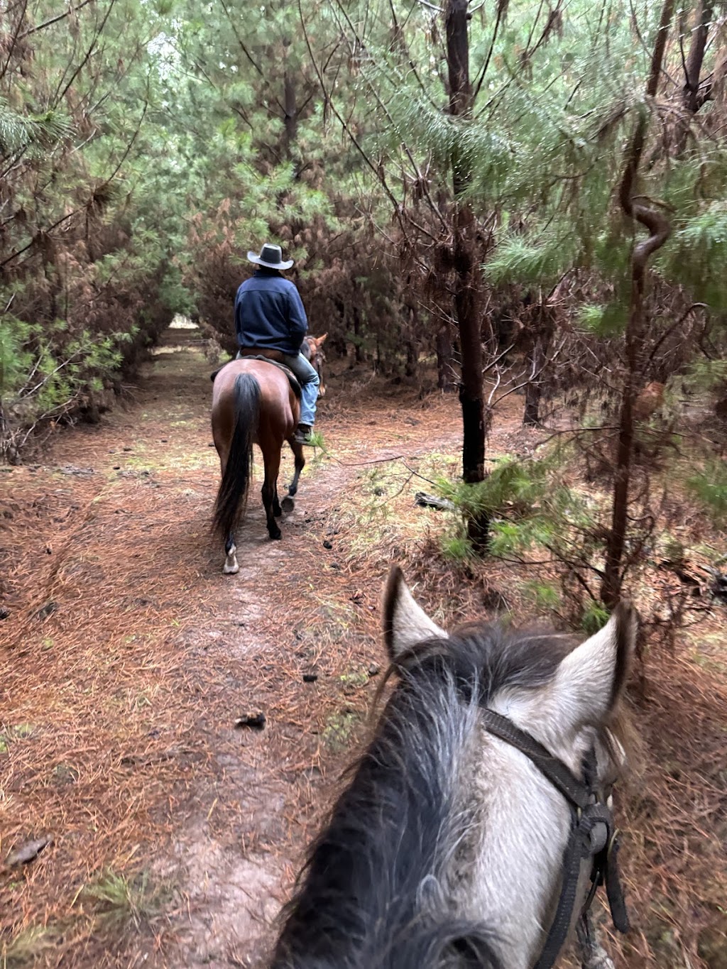 Lancaster’s Horse Rides | Lancaster Rd, Swan Reach VIC 3903, Australia | Phone: 0458 211 123