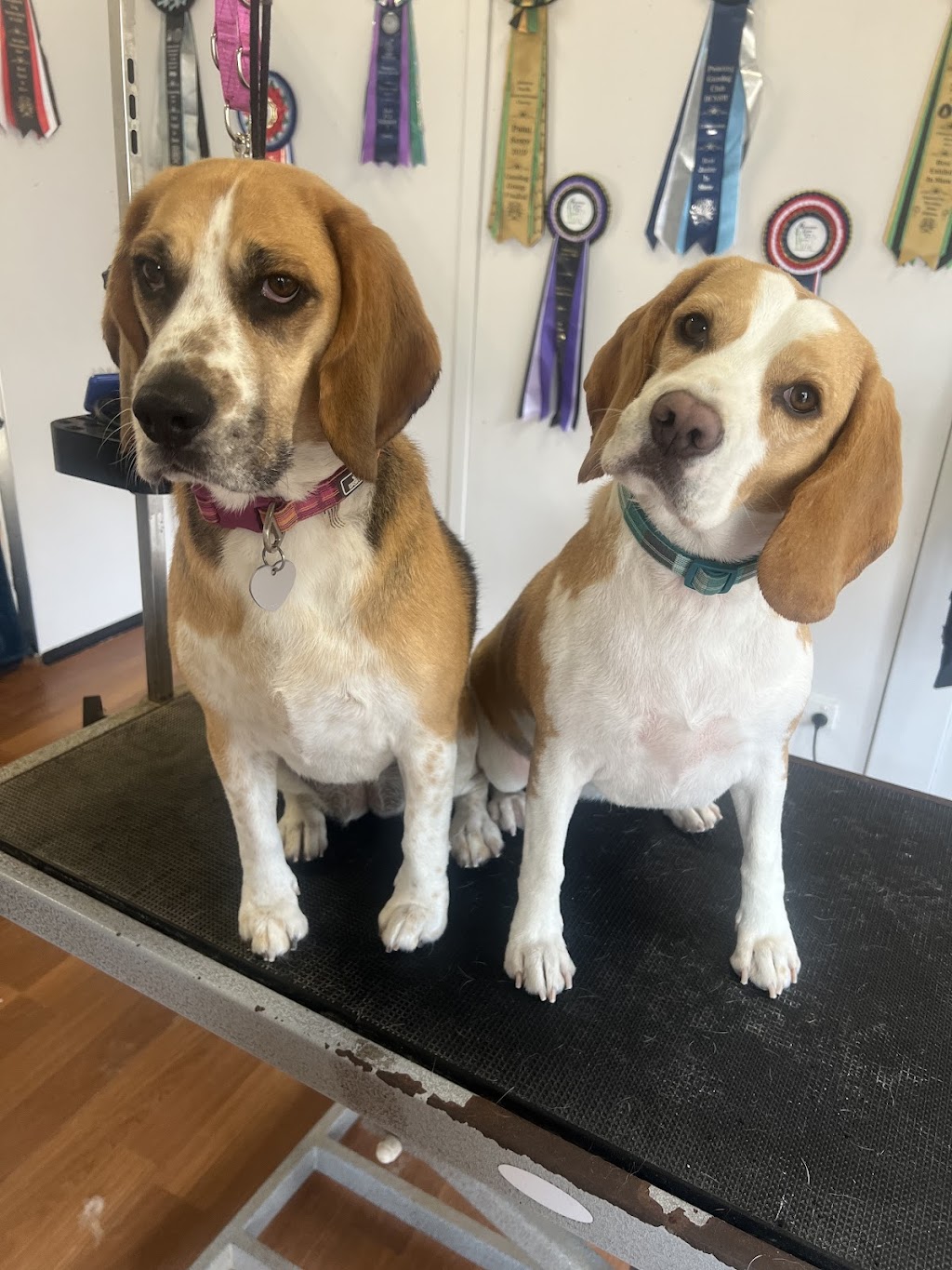 The Luxe Dog Grooming Salon | Remembrance Dr, Bargo NSW 2574, Australia | Phone: 0494 312 070