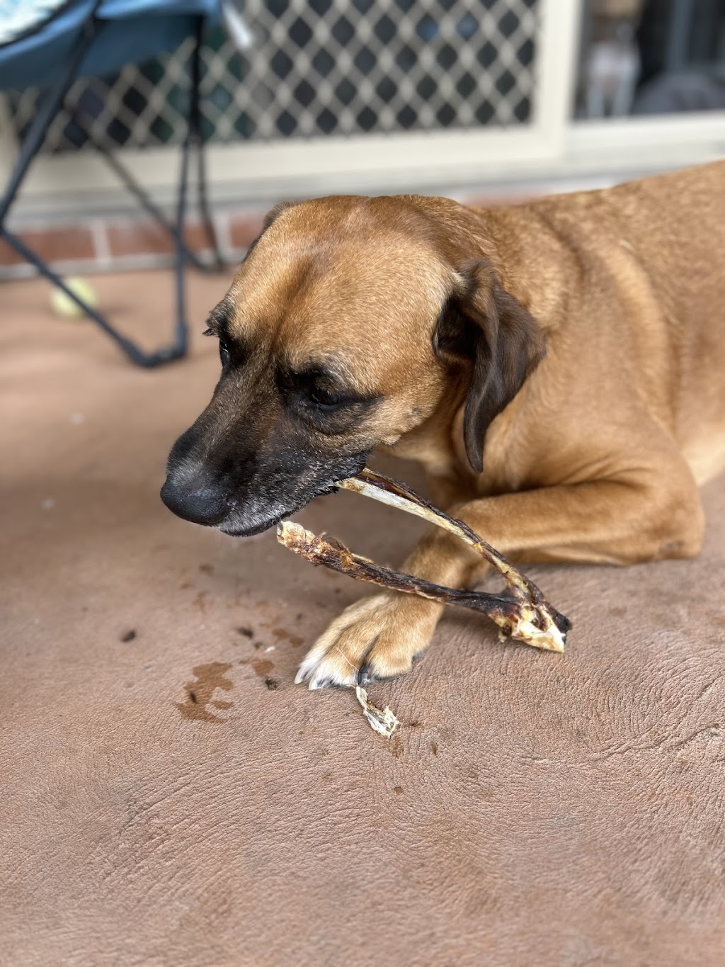 Charlie and the Treat Factory | 16 Coral Fern Way, Gwandalan NSW 2259, Australia | Phone: 0468 528 211