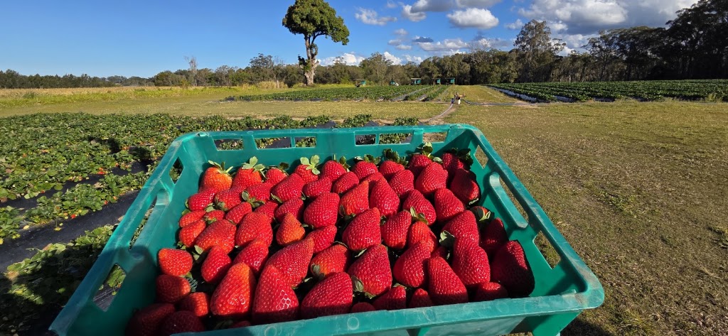 Sweet Acres | 165 Newlands Rd, Wamuran QLD 4512, Australia | Phone: 0459 147 061