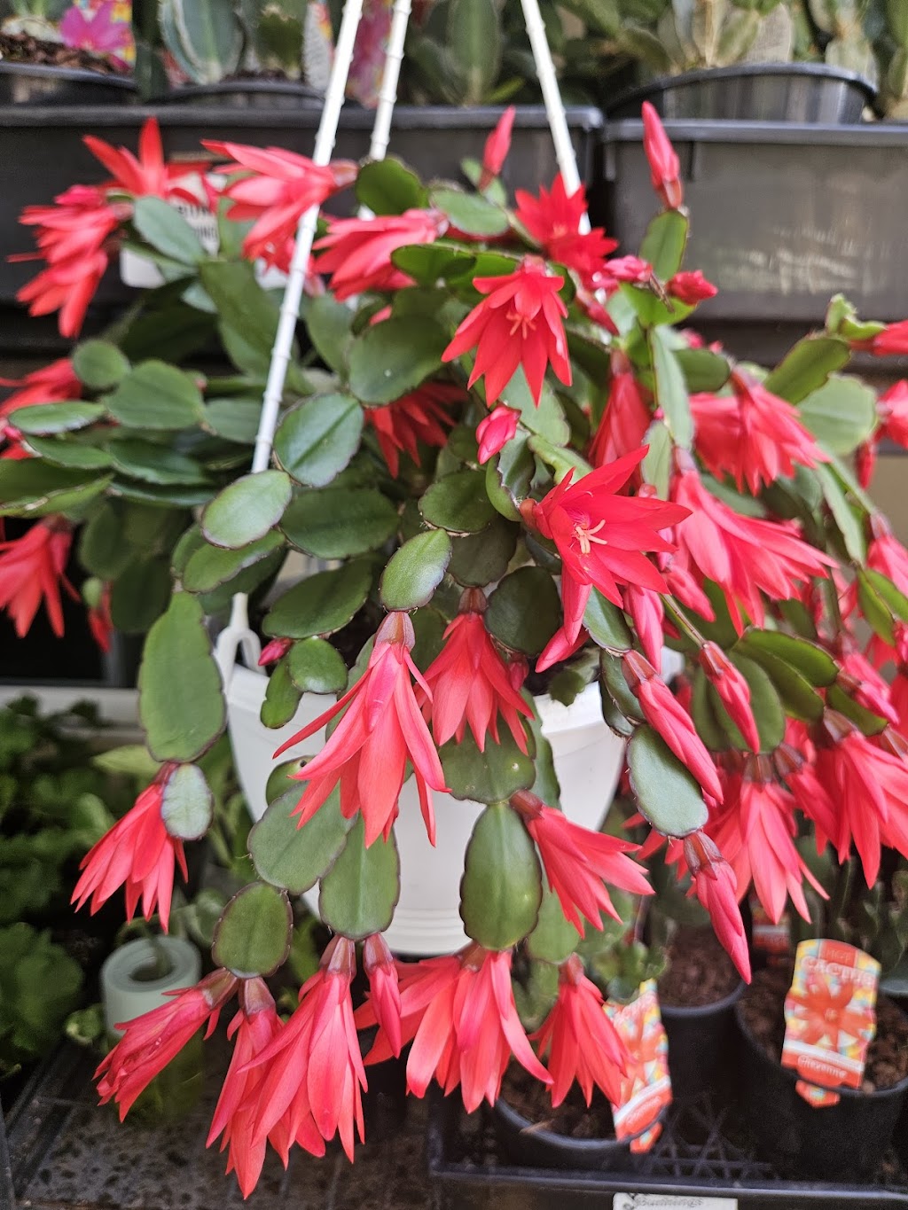 Schlumbergera Queensland | 35 Attewood Ave, Berrinba QLD 4117, Australia | Phone: 0407 432 368