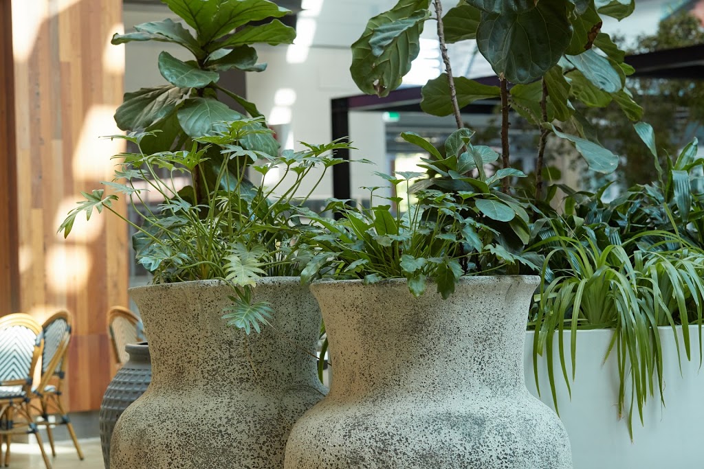 Advance Plants - Indoor Plant Hire Brisbane | 8 Immarna St, Albion QLD 4010, Australia | Phone: 1800 636 763