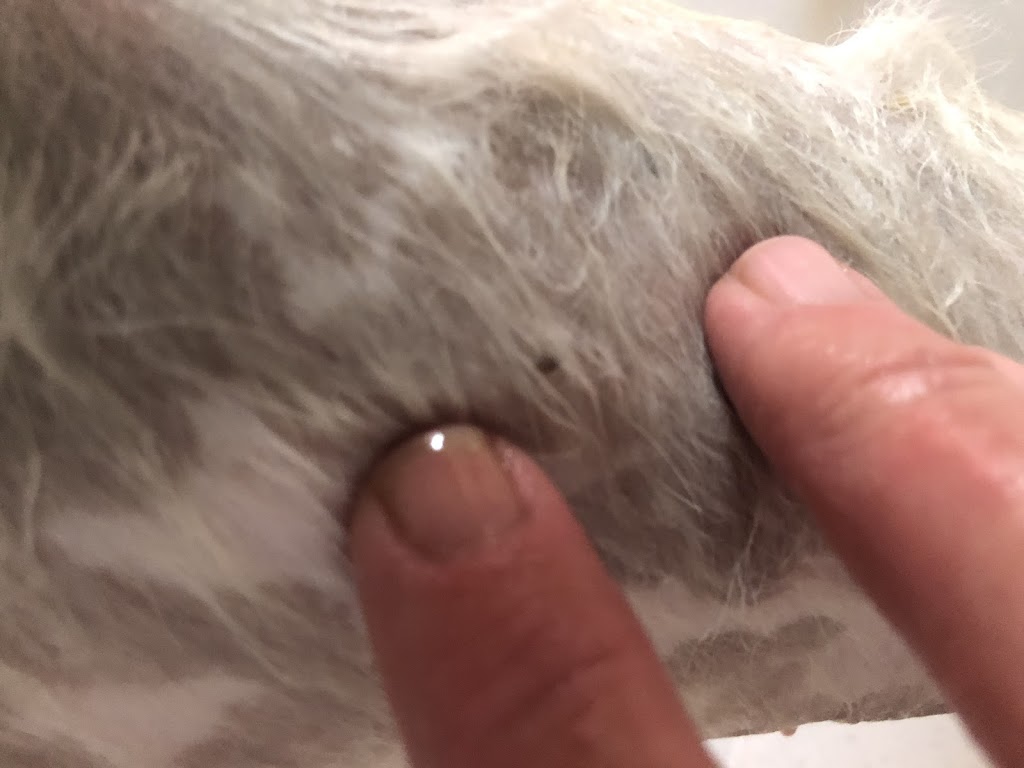 Labor of Love Dog Grooming | hair care | 18 Excelsior Dr, Mildura VIC 3500, Australia | 0428371938 OR +61 428 371 938