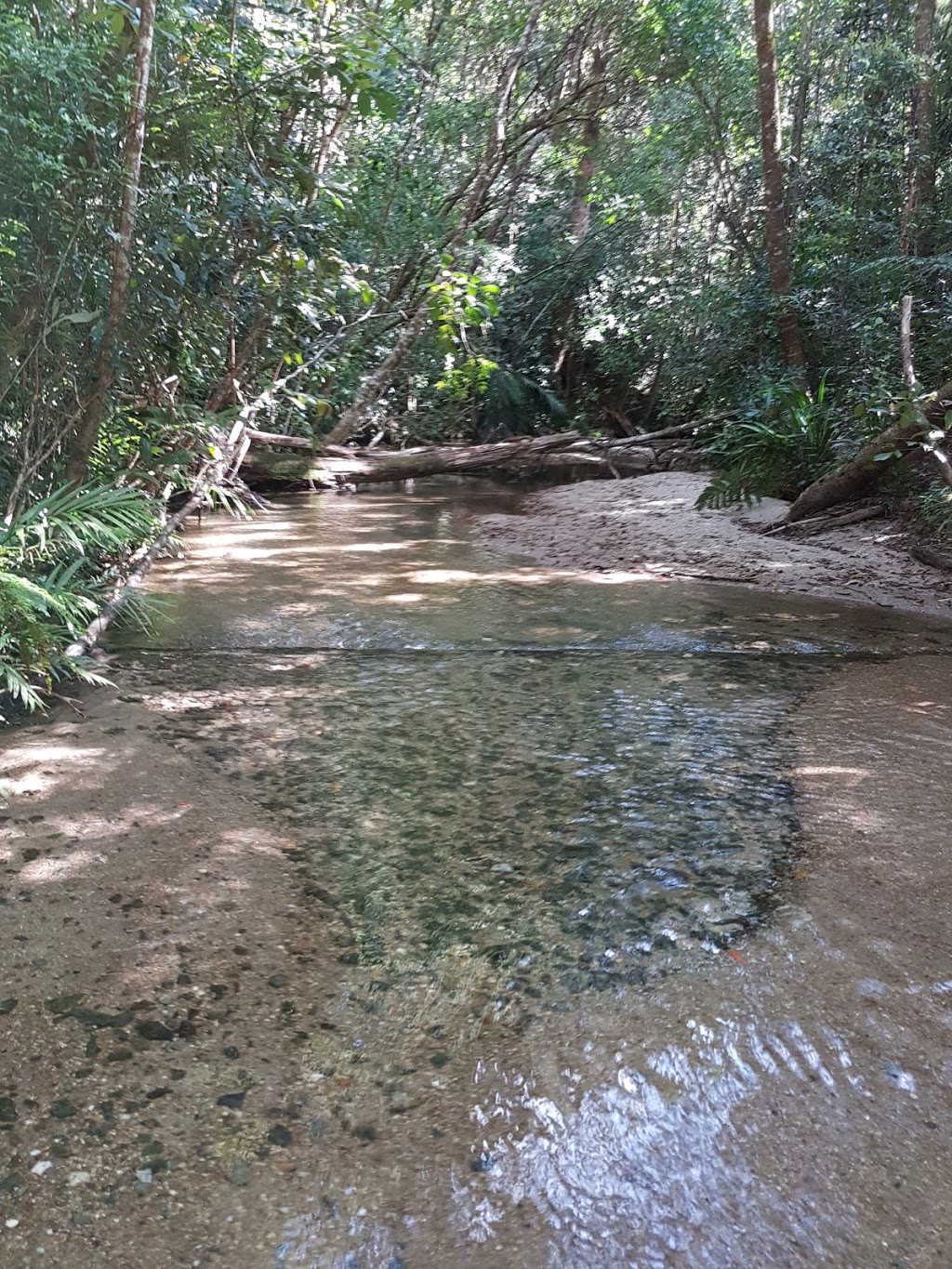 Mount Lewis National Park (Recovery) | park | Mount Carbine QLD 4871, Australia