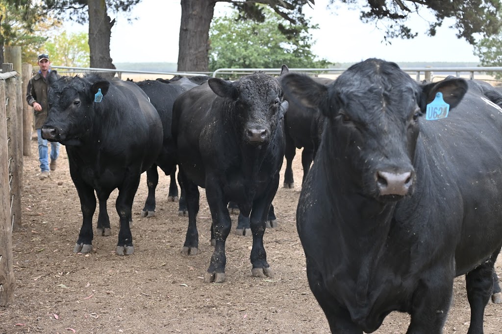Chiltern Park Angus | 565 MacArthur-Penshurst Rd, Macarthur VIC 3286, Australia | Phone: 0459 149 280