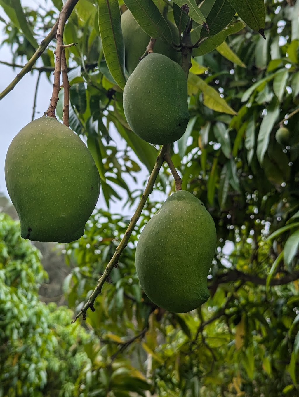 Valinor Valley Farm | Waterhouse Rd, Summerholm QLD 4341, Australia | Phone: 0490 816 523