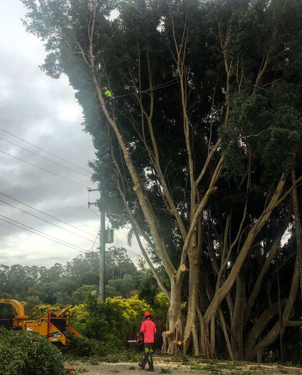 She Trees Pty Ltd | 11 Mark Way, Mudgeeraba QLD 4213, Australia | Phone: 0490 355 360