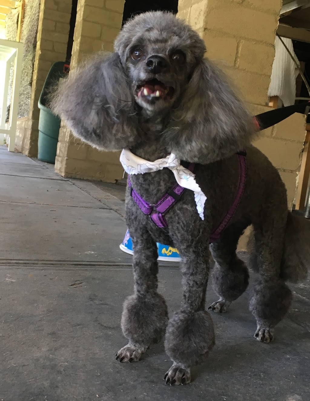 Fuzzy Pupz Dog Grooming | 161B The Round Dr, Avoca Beach NSW 2251, Australia | Phone: 0434 696 424 Fuzzy Pupz Dog Grooming | 161B The Round Dr, Avoca Beach NSW 2251, Australia | Phone: 0434 696 424